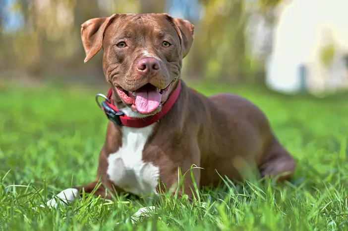 Ketahui 3 Tips untuk Memelihara Anjing Pitbull