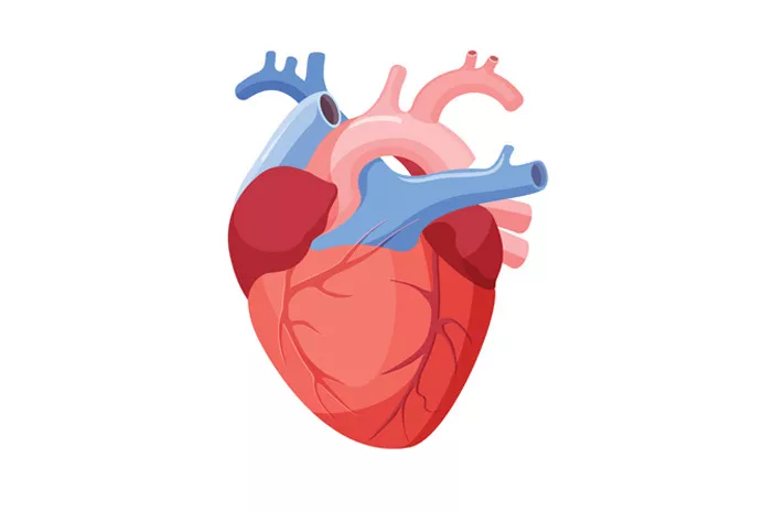 10 Gejala Endokarditis, Penyakit Infeksi pada Lapisan Dalam Jantung