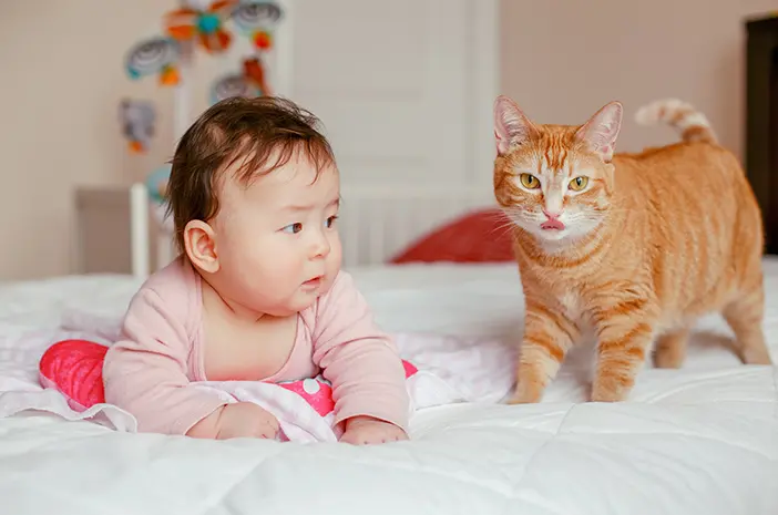 Apakah Aman Memelihara Kucing saat Memiliki Bayi?