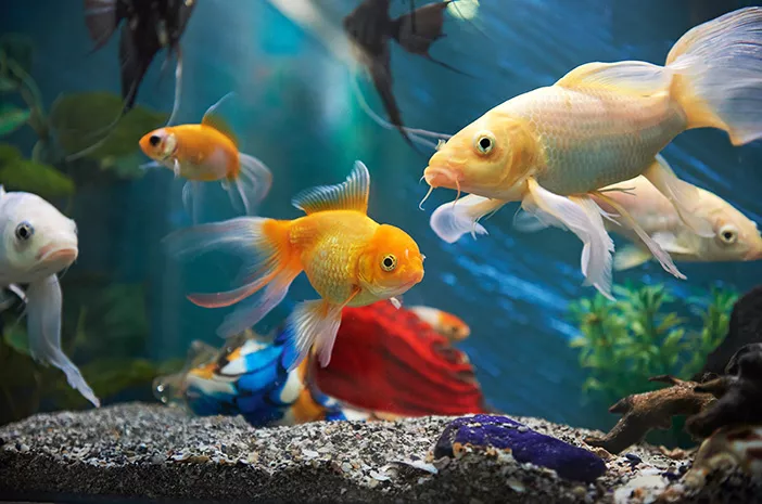 Mitos atau Fakta, Memelihara Ikan Baik untuk Kesehatan Mental