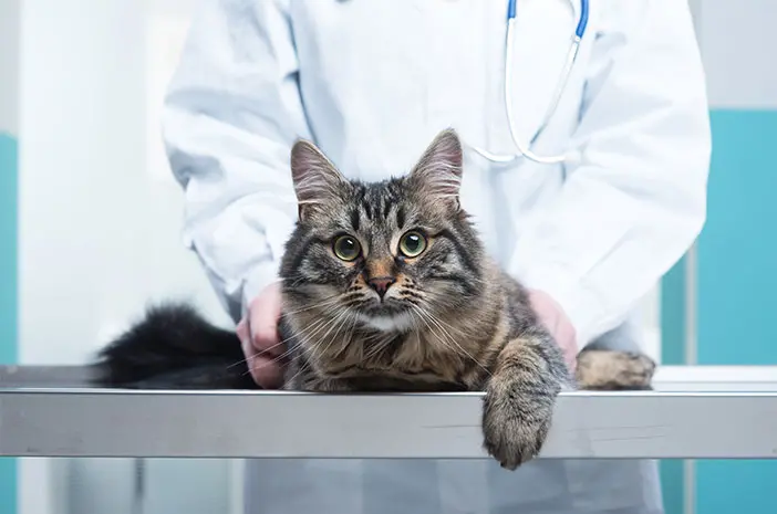 2 Cara Mencegah Kucing Peliharaan Alami Virus Panleukopenia