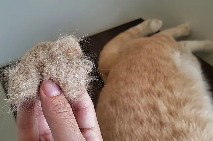Kucing Peliharaan Mengalami Hairball, Ini Cara Mengatasinya