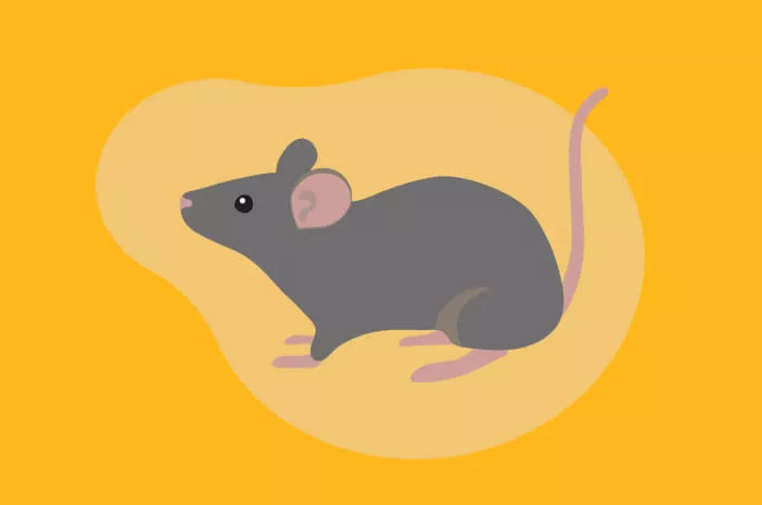 Banyak Tikus di Rumah, Hati-Hati Leptospirosis