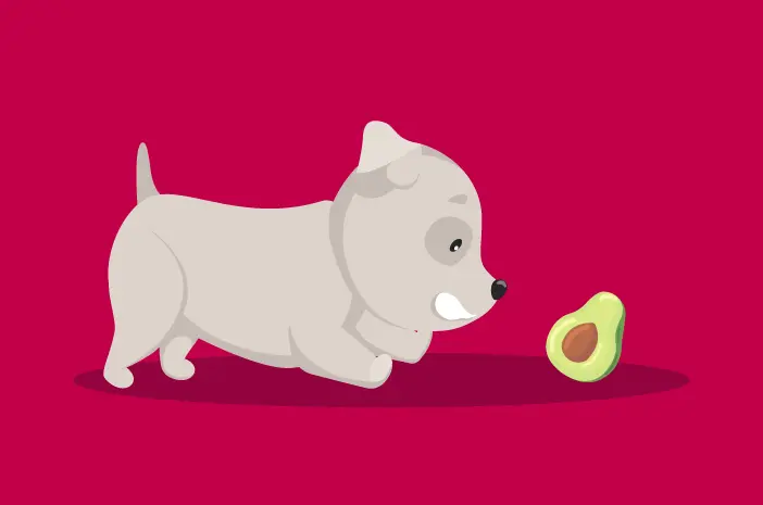 Bolehkah Anjing Diberi Makan Alpukat?