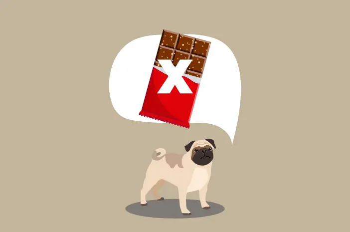 Mengapa Anjing Dilarang untuk Makan Cokelat?