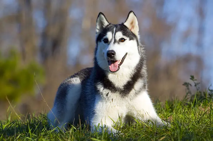 Ketahui 5 Cara Tepat Merawat Anjing Siberian Husky