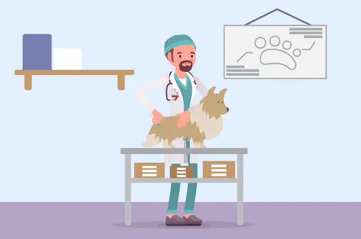 Ketahui Efek Samping yang Bisa Terjadi saat Sterilisasi Anjing