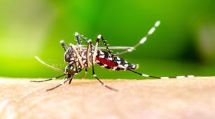 Alasan Chikungunya Dapat Sebabkan Gangguan Retina
