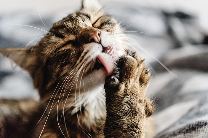 Inilah Fungsi dari Lidah Kucing yang Terasa Kasar