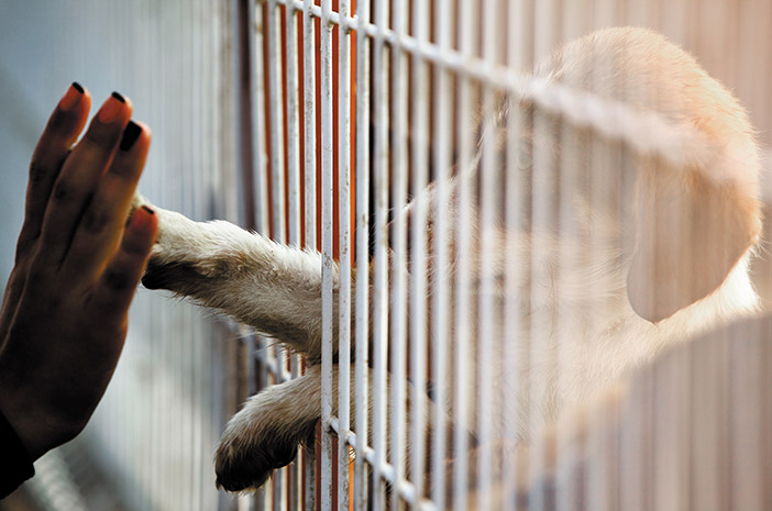 Pertimbangkan 4 Hal Ini sebelum Mengadopsi Anjing