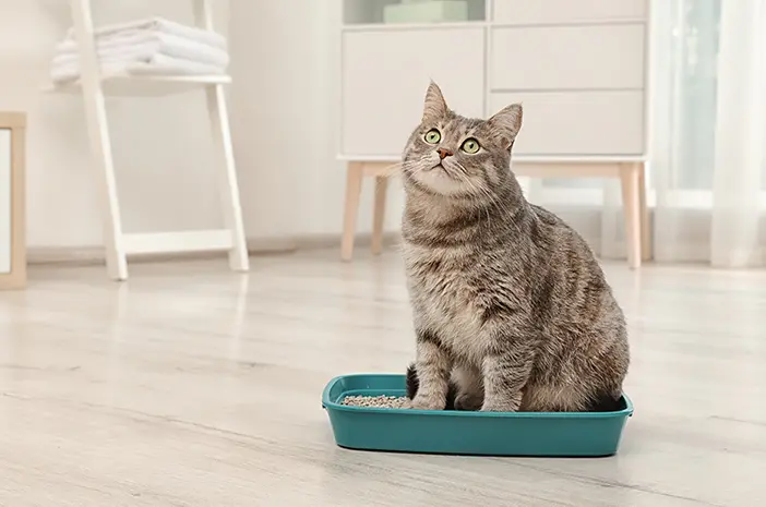 Inilah Cara Tepat Melakukan Toilet Training untuk Kucing