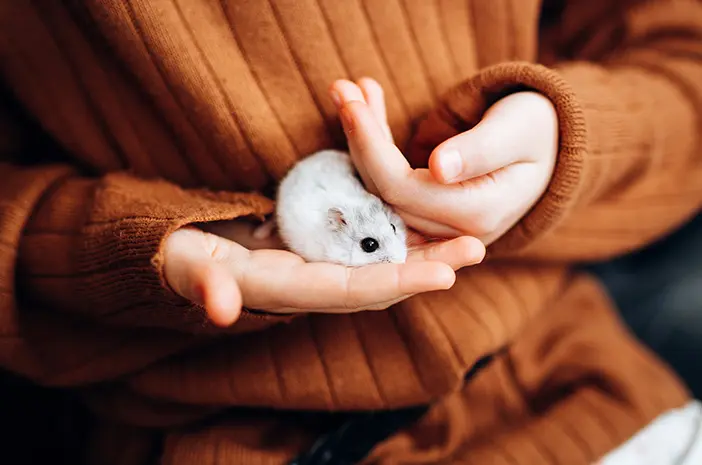 Cara Tepat Menjaga Kebersihan Kandang Hamster