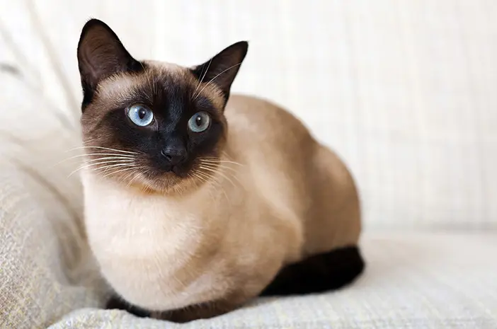 Fakta Menarik tentang Kucing Siam yang Perlu Dipahami