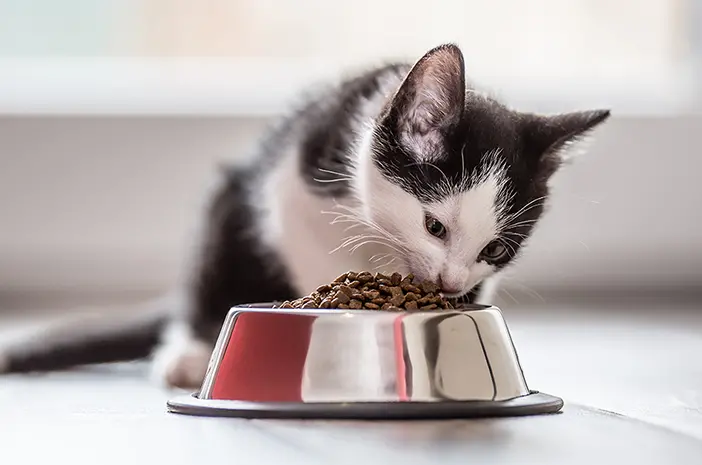 Perbedaan Makanan Kucing Dikemas Asli dengan Dikemas Ulang