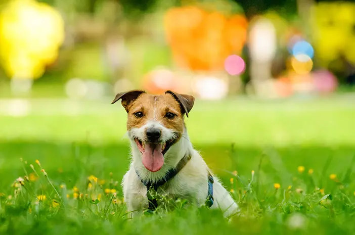 Berapa Lama Masa Menstruasi pada Anjing Betina?