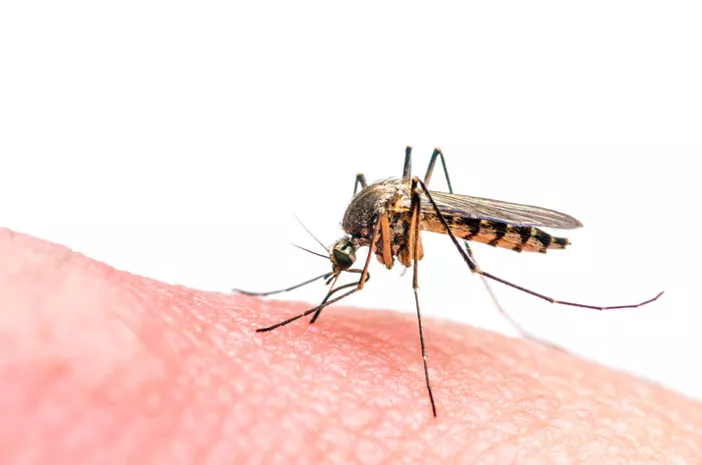 HIV Bisa Menular dari Gigitan Nyamuk, Mitos atau Fakta? 