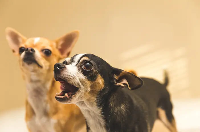 Penjelasan Anjing yang Sering Cari Perhatian pada Orang Asing