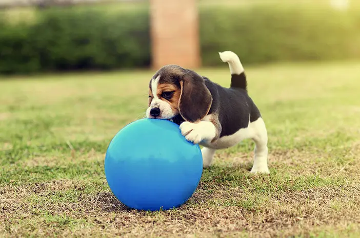 Intip Cara Potty Train pada Anak Anjing