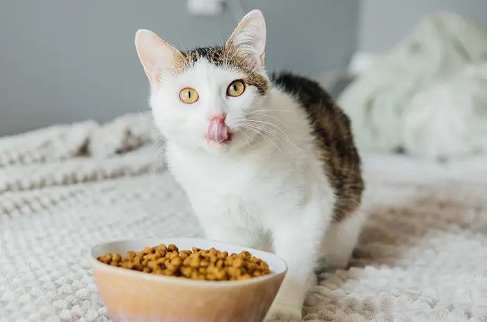 Alasan Kucing Tidak Boleh Diberikan Tempe