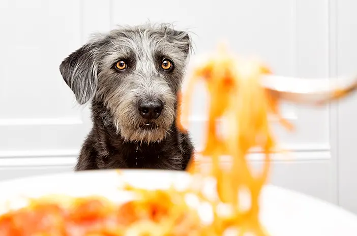 Anjing Kesayangan Pilih-Pilih Makanan, Ini Tips Mengatasinya