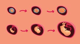 ilustrasi perkembangan janin di trimester pertama