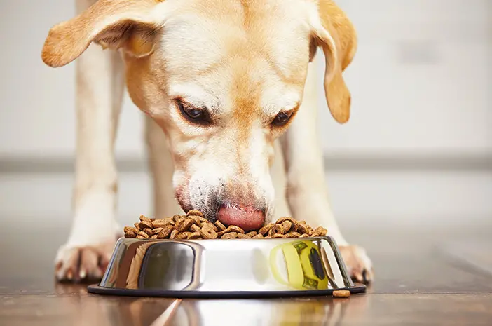 Memilih Makanan yang Tepat saat Anjing Mengalami Obesitas