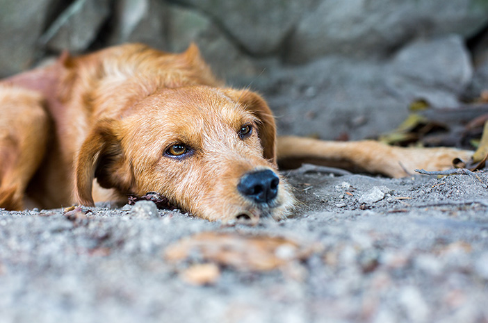 Ketahui 4 Kelebihan Memelihara Anjing Kampung