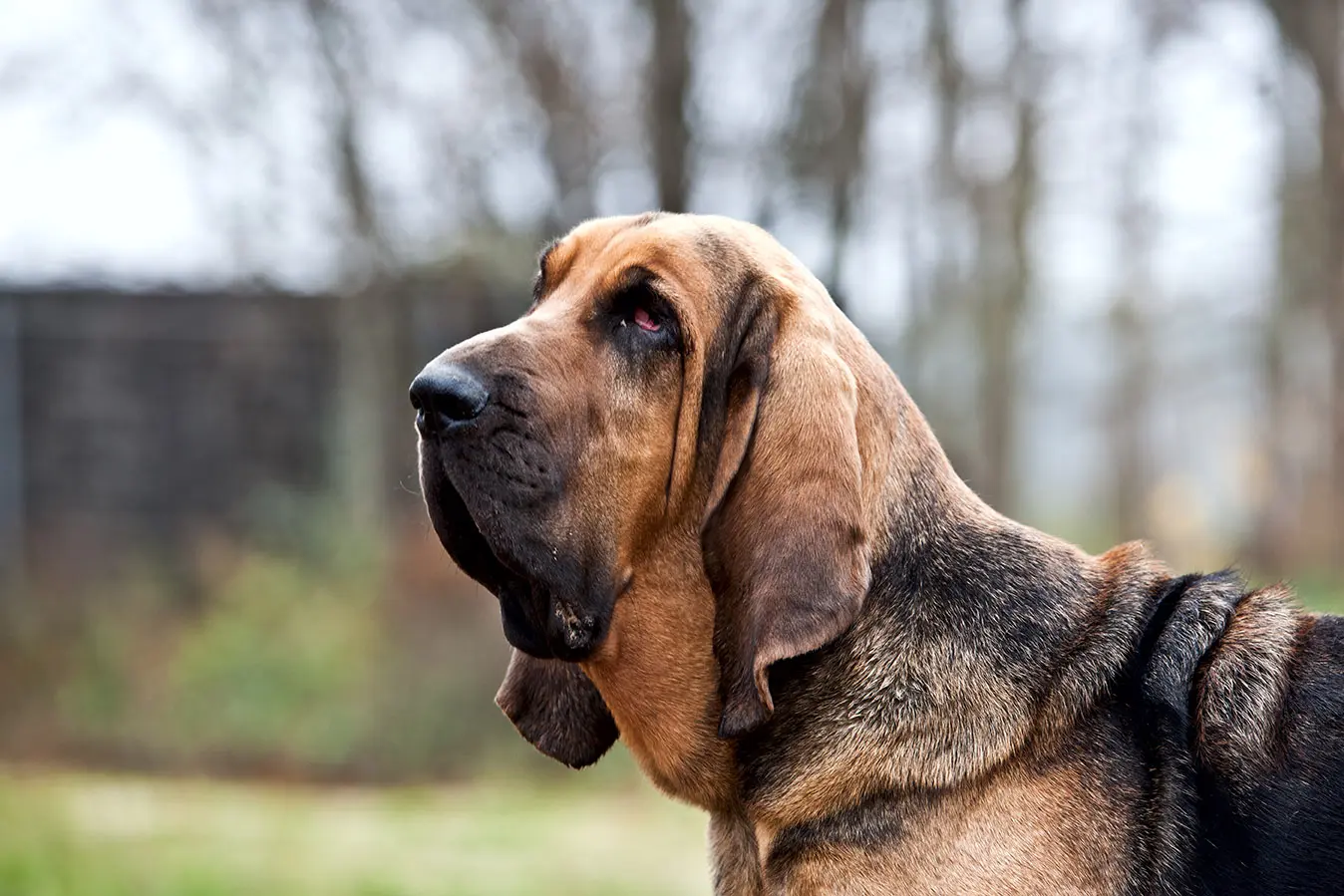 Anjing Bloodhound Seperti Detektif, Ini Rahasinya