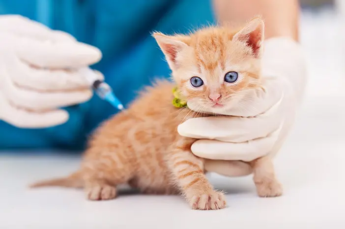 Kapan Sebaiknya Anak Kucing Diberikan Vaksin?