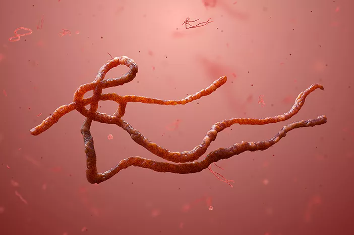 Mematikan, Ini 4 Hal yang Perlu Diketahui Tentang Ebola