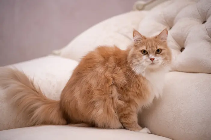 Fakta Unik Sejarah Ditemukannya Kucing Munchkin