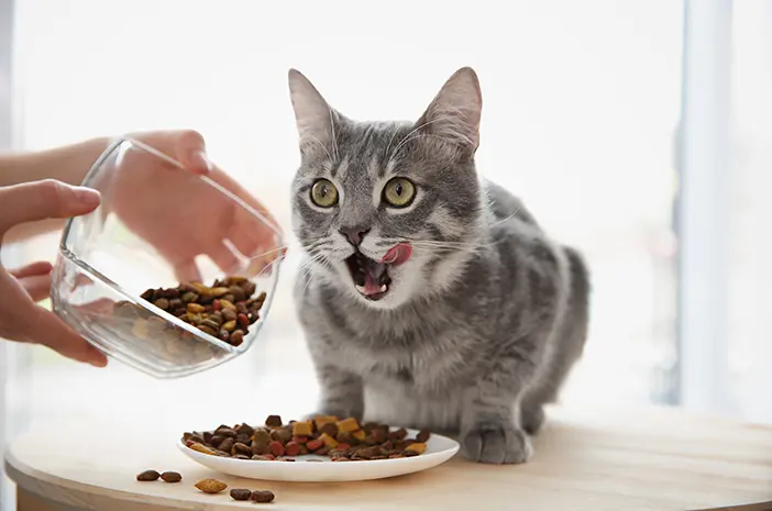 Ingin Mengganti Makanan Kucing? Perhatikan Hal Ini