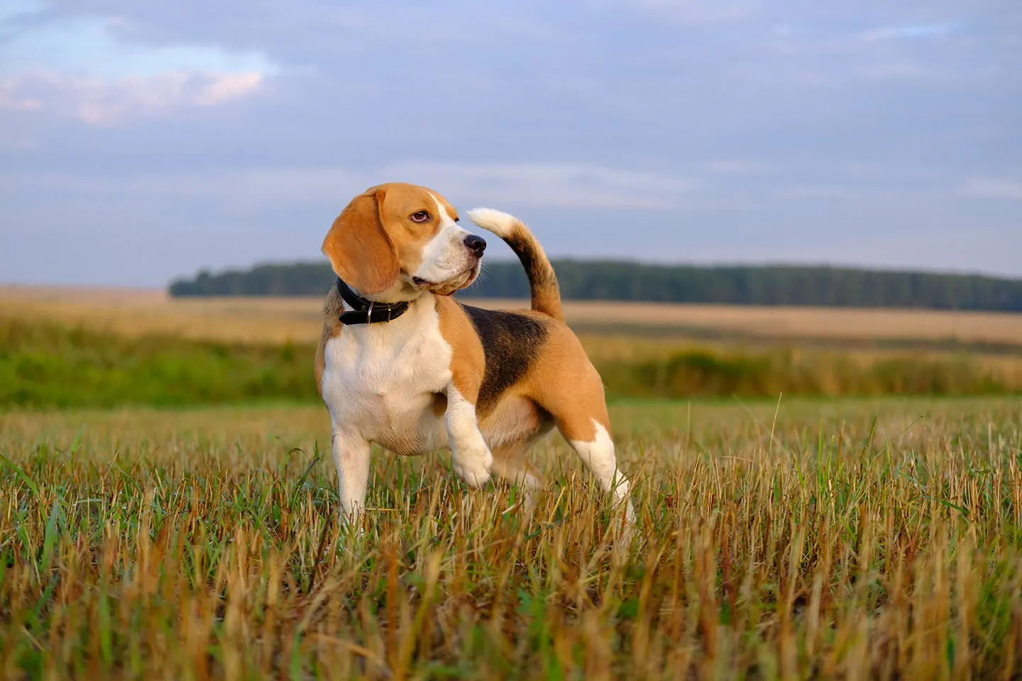 Ketahui Perawatan yang Tepat untuk Anjing Beagle