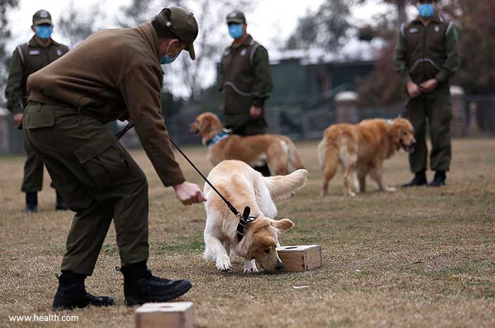 Hasil Studi: Anjing Mampu Mendeteksi Keberadaan Virus Corona