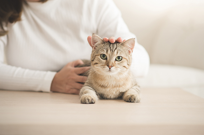 Mitos Atau Fakta Bulu Kucing Bisa Sebabkan Penyakit Asma