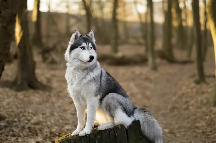 Kenali Karakter Anjing Siberian Husky