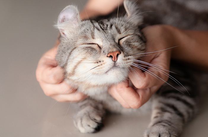 Cara Mencegah Penyakit Kulit pada Kucing