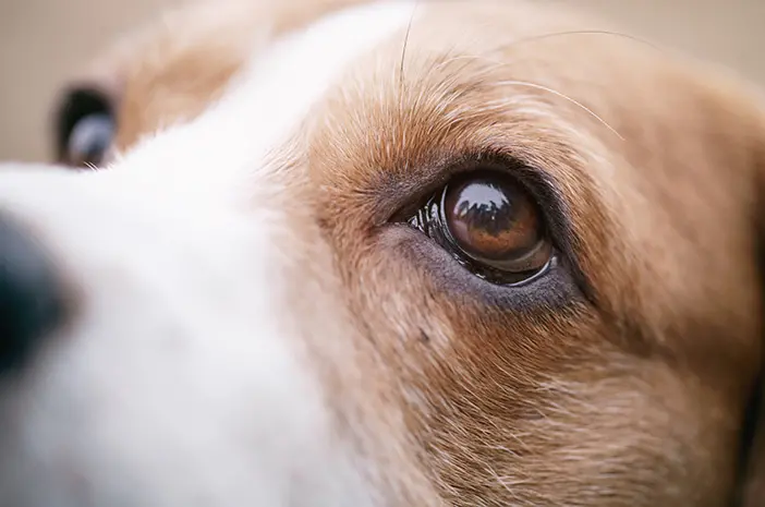 6 Masalah Mata yang Bisa Menyerang Anjing 