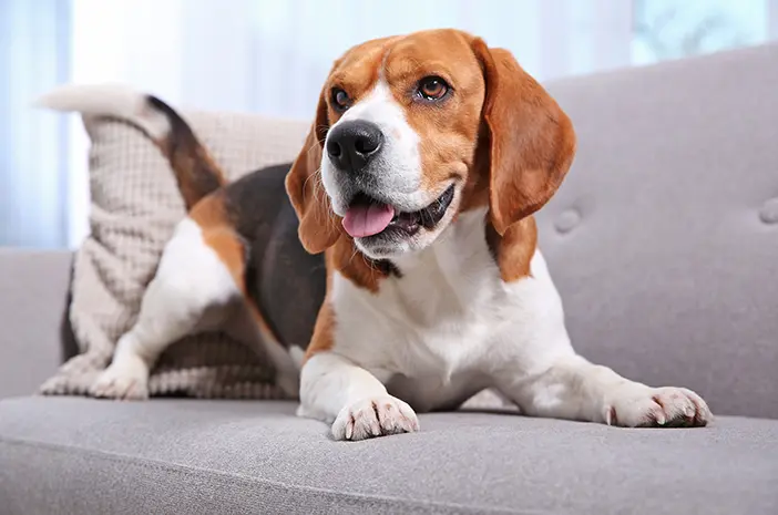 Kenali 5 Masalah Kesehatan yang Rentan Menyerang Anjing Beagle