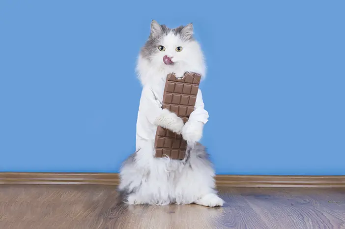 Apakah Kucing Aman Mengonsumsi Cokelat? 