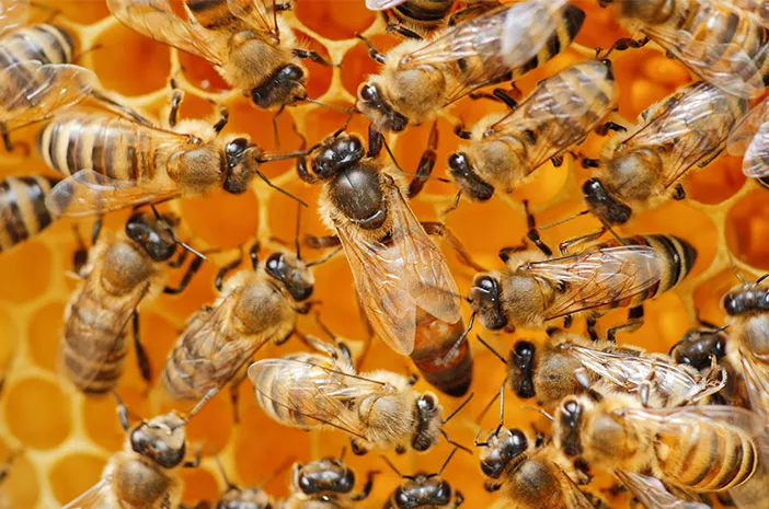 Terapi Sengat Lebah Bisa Atasi Gejala Rematik, Benarkah?