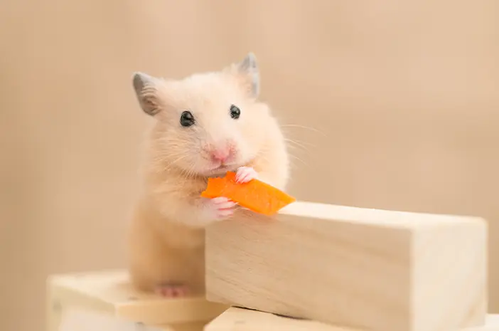Cara Memilih Makanan Sehat untuk Hamster