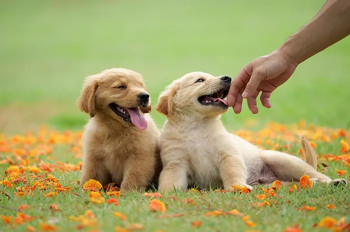 Begini Cara yang Tepat Melatih Anak Anjing Golden Retriever