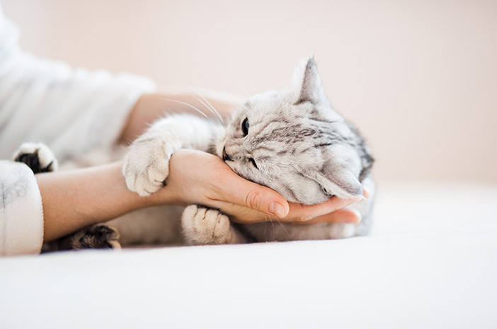 Vaksinasi pada Kucing Bisa Mencegah Cat Scratch Disease 