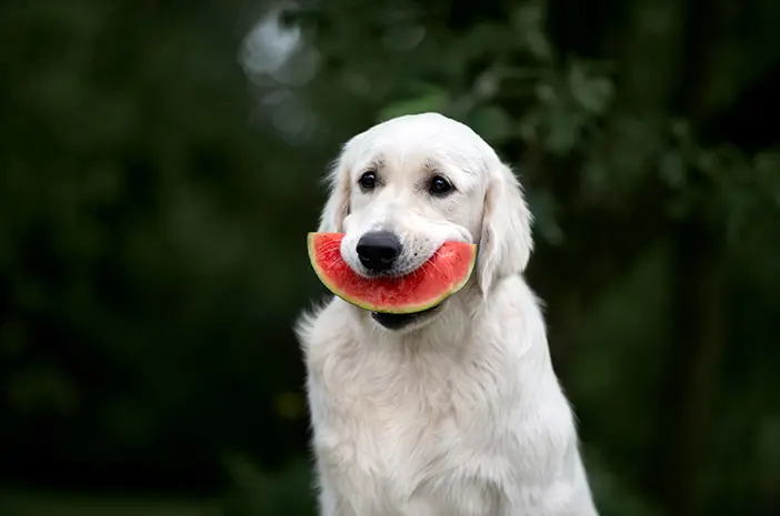 Apa Saja Buah-Buahan yang Aman untuk Anjing? 