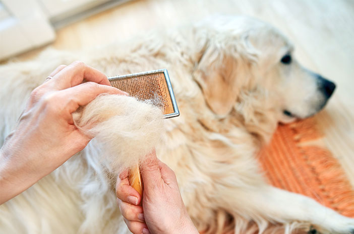 Apakah Bulu Anjing Yang Sering Rontok Itu Berbahaya