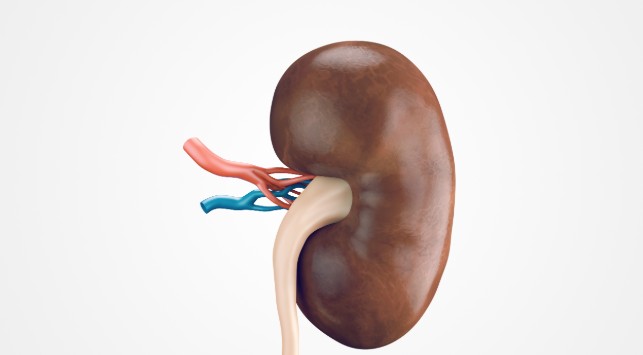 Kista Ginjal - Pengertian, Faktor Risiko, Penyebab, Gejala, Diagnosis, Komplikasi, Pengobatan, Pencegahan, Kapan Harus ke Dokter? | Halodoc.com