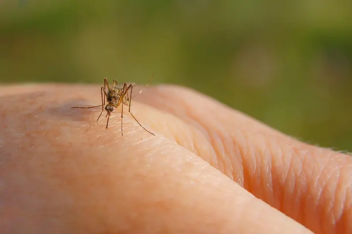 Gigitan Nyamuk Bisa Tularkan Virus Corona, Mitos atau Fakta?