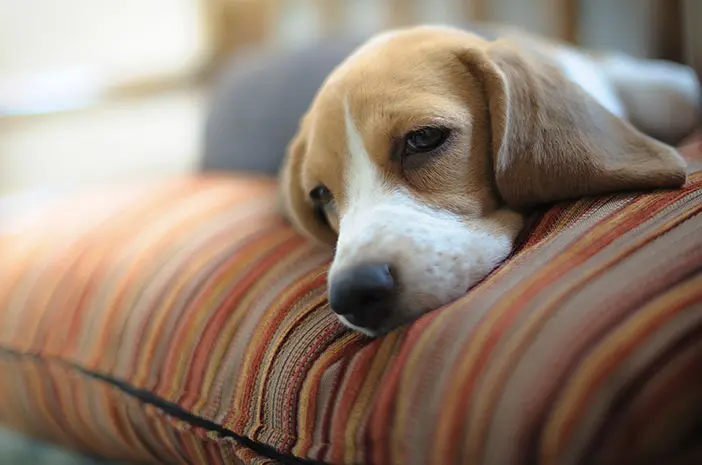 Bolehkah Anjing Diberikan Ibuprofen?