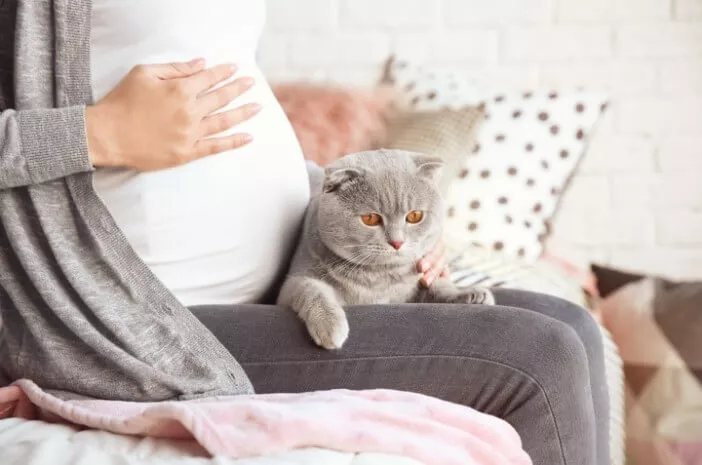 Hati-Hati, Ini Bahaya Bulu Kucing untuk Ibu Hamil
